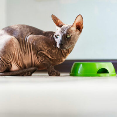 A Guide to Buying Healthy Treats for Senior Cats