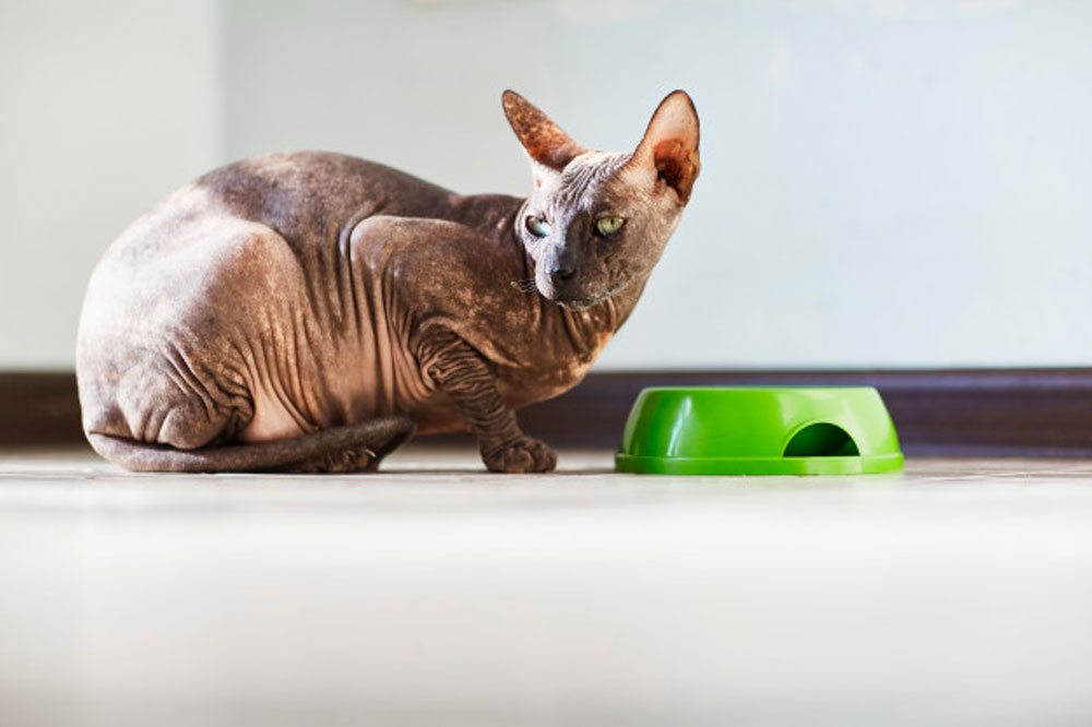 A Guide to Buying Healthy Treats for Senior Cats