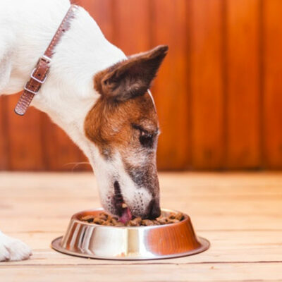 Common Food Allergies Found in Pets