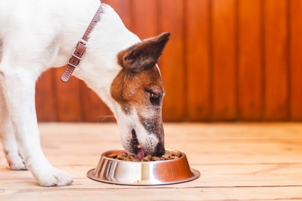 Common Food Allergies Found in Pets
