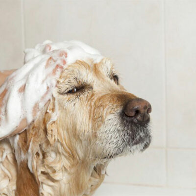 DIY Sprays for Ticks and Fleas in Dogs