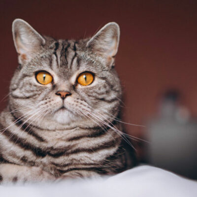 Dietary Tips for Diabetic Cats