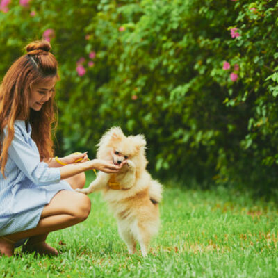 Healthy Feeding Tips for a Puppy