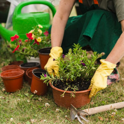 Lawn Care the Eco-Friendly Way