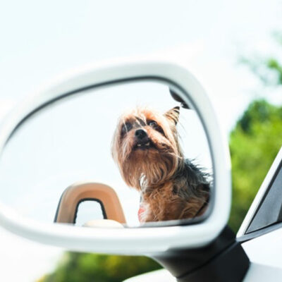 Pet-Friendly Hotels Tips for Larger Breeds