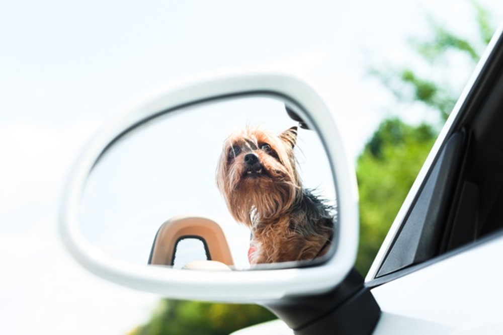 Pet-Friendly Hotels Tips for Larger Breeds