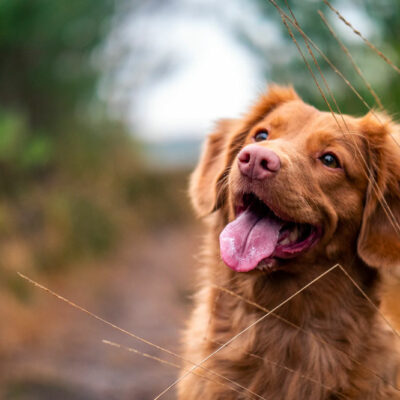 Safe Train Travel Tips for Pets