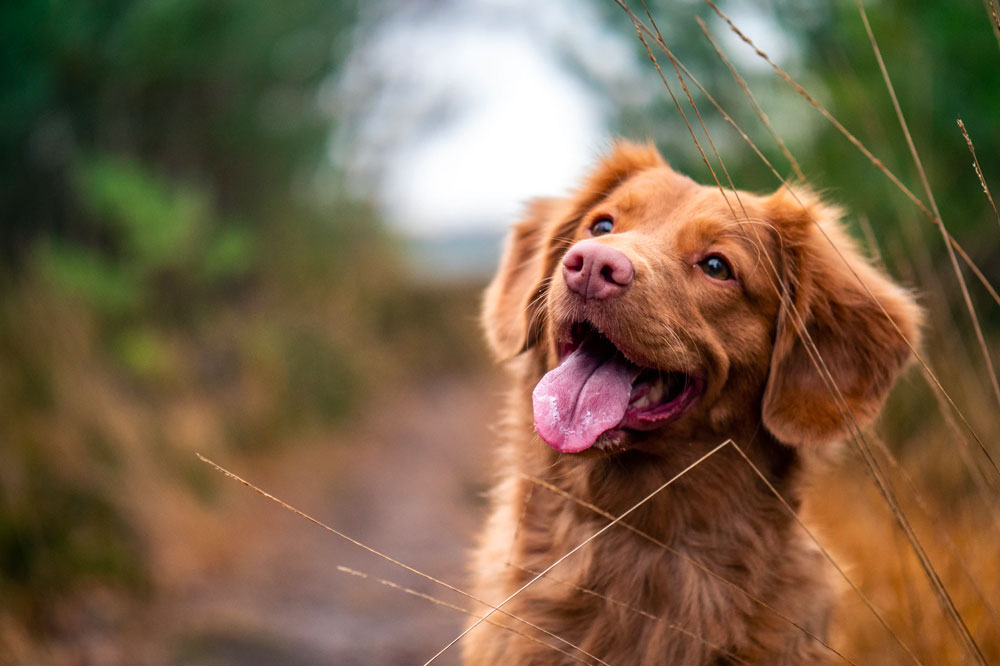 Safe Train Travel Tips for Pets