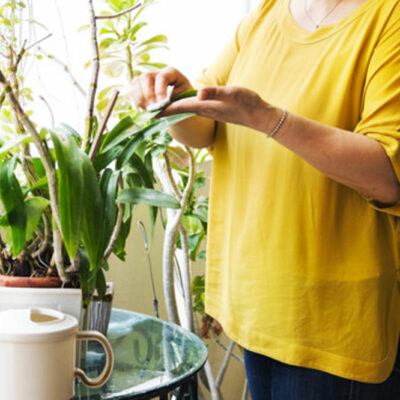Toxic Houseplants for Felines