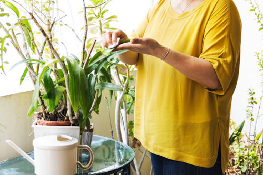 Toxic Houseplants for Felines